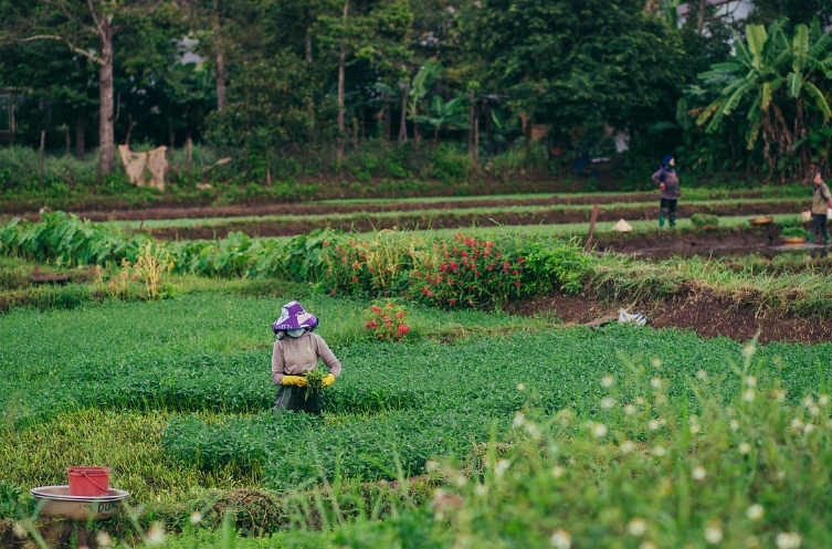 春耕时节如何科学种植中药材？采取以下7项技术措施