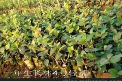 油茶种苗,什么是油茶种苗？