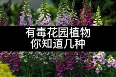 绣球花有毒吗