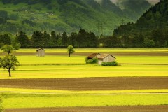 养羊有不同的要点。养羊户只有抓住要点，才能养好羊。